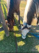 Room for rent - horse welcome - heated indoor arena