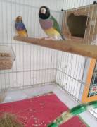 2yearsold  female Healthy and friendly Non smoking home
