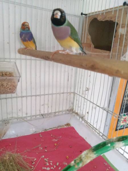 2yearsold female Healthy and friendly Non smoking home